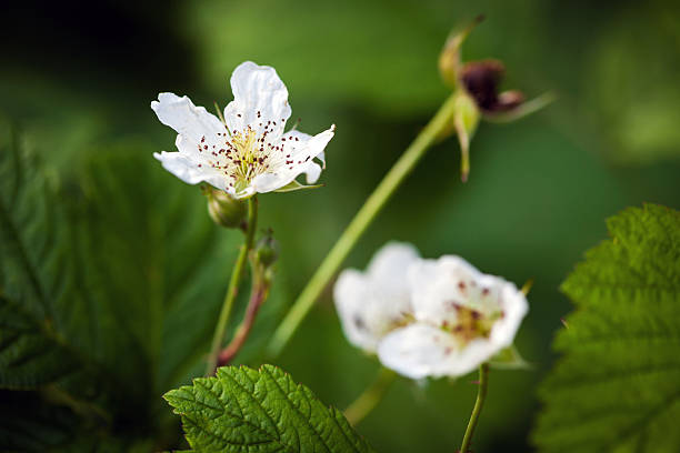 istock White brambleberry flowers 467663558
