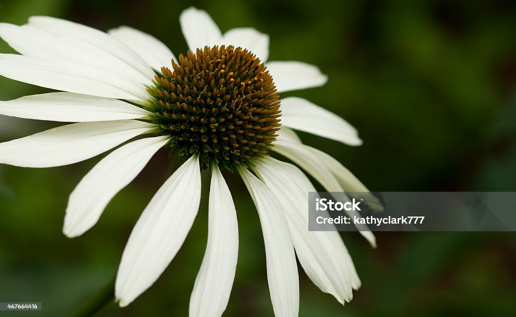 White Echinacea Coneflower Background This is a white echinacea coneflower, a perennial growing in Alabama.  2015 Stock Photo