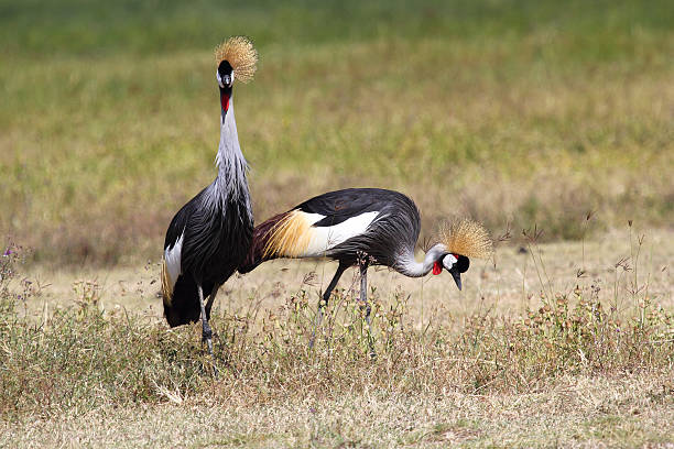 istock Couple of grey crowned cranes 467664923