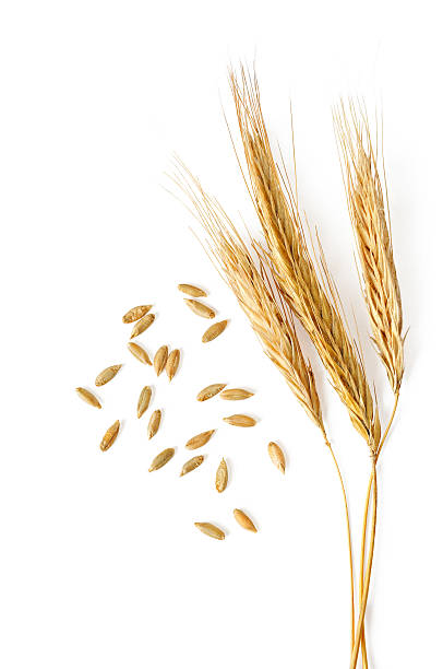 istock spikelets and grains of wheat on a white background 467666816
