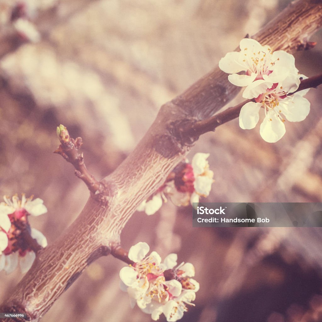 spring blossoms white blossoms on the branch 2015 Stock Photo