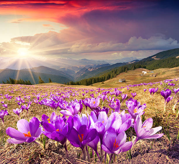 istock Blossom of crocuses at spring in the mountains. 467667536