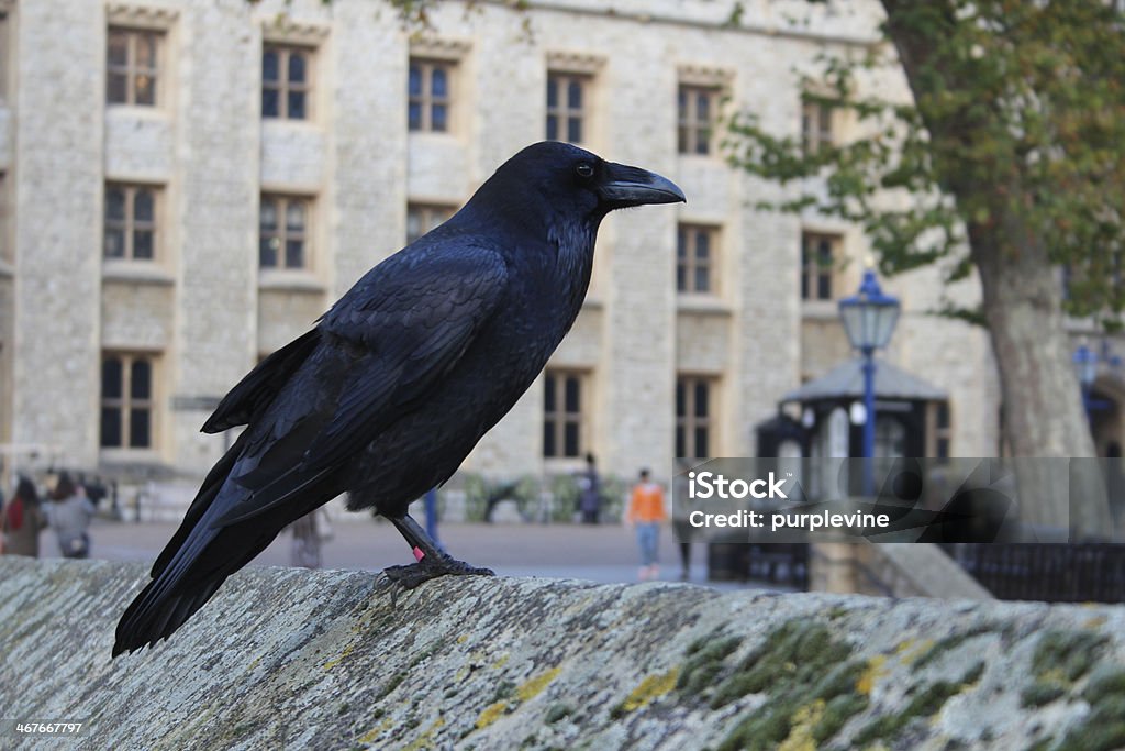 raven single black raven, a resident of the tower of London Raven - Bird Stock Photo