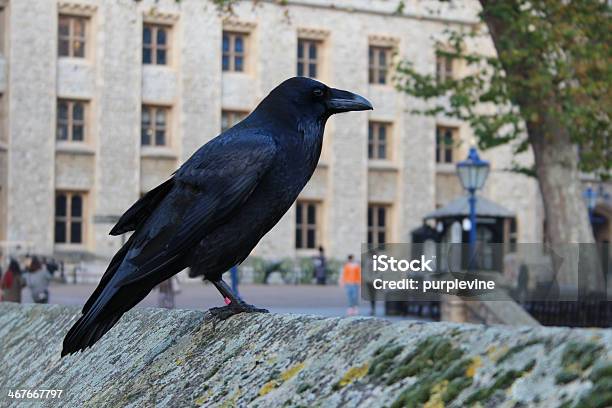 Raven Stock Photo - Download Image Now - Raven - Bird, Tower of London, Bird