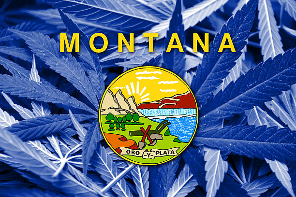 istock Montana State Flag on cannabis background. Drug policy. 467667844