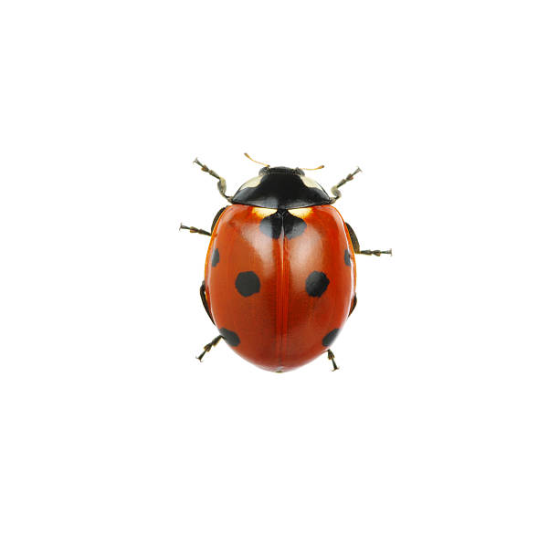 coccinelle  - ladybug insect isolated nature photos et images de collection