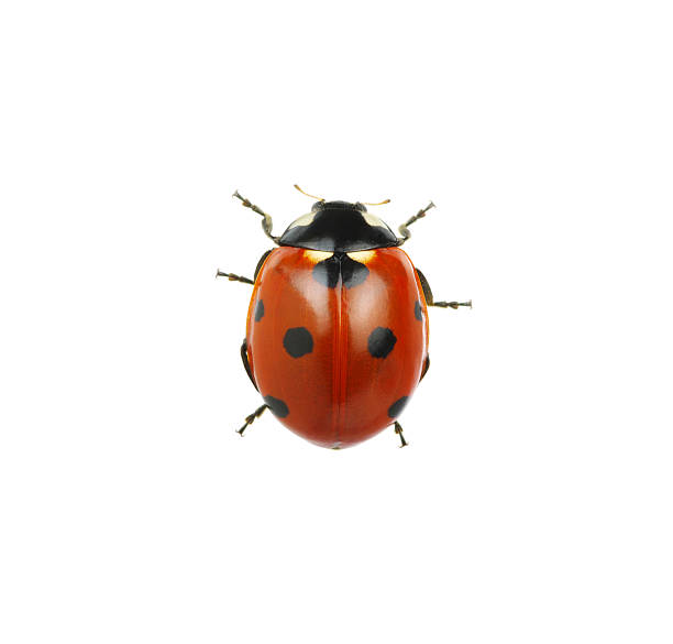 Ladybug Ladybug isolated on white background ladybug stock pictures, royalty-free photos & images