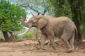 istock Side view of an African Elephant bull 467671514