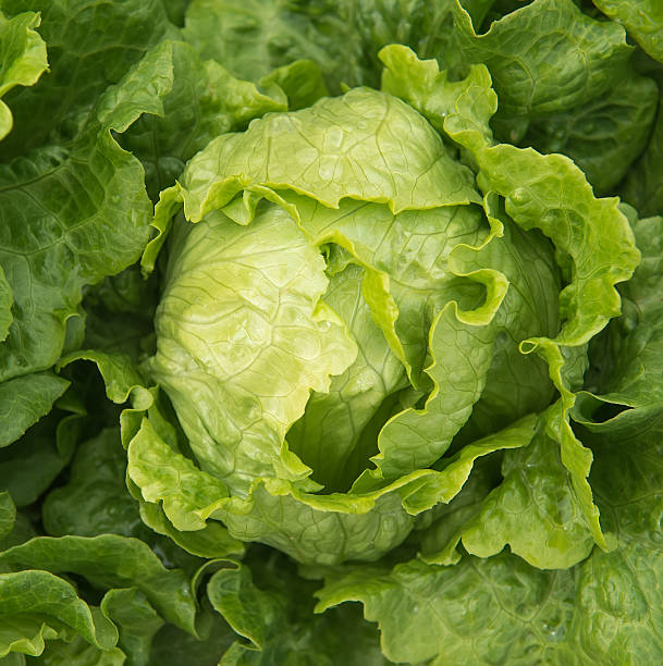 istock lettuce plant in field 467671526