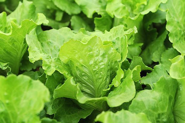 istock lettuce plant in field 467671528