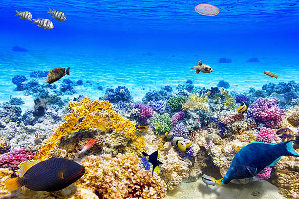 istock Underwater sea floor with corals and tropical fish 467671952