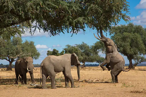 Three African Elephant bulls (Loxodonta africana) are feeding on an Ana Tree (Faidherbia albida) on the dry plain by the Zambezi river.  