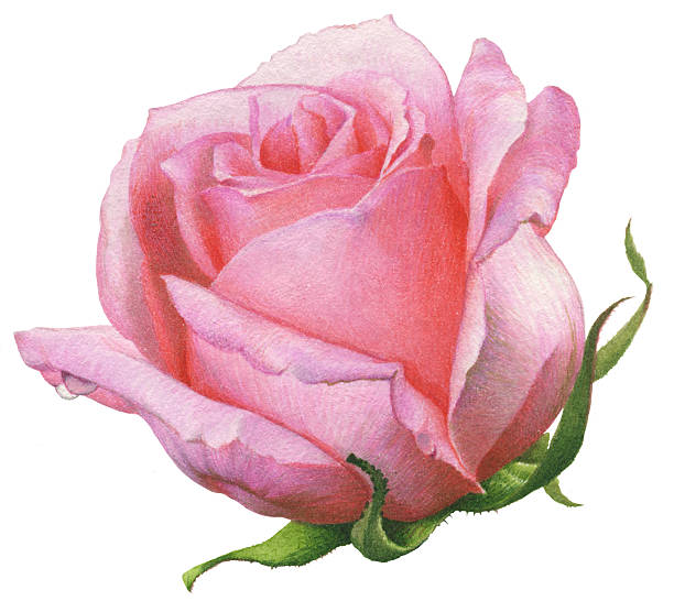 aquarell.   rosa rose. - photo realism stock-grafiken, -clipart, -cartoons und -symbole