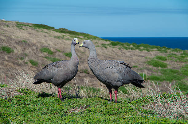 istock Cape Barren geese in Australia 467673174