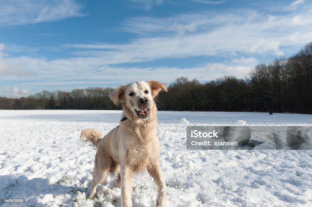 young golden retriever playing in the snow young golden retriever playing in the snow on a sunny day 2015 Stock Photo