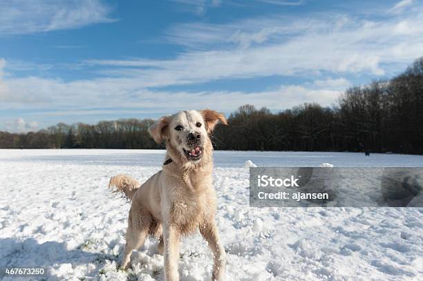 Young Golden Retriever Playing In The Snow Stock Photo - Download Image Now - 2015, Activity, Animal