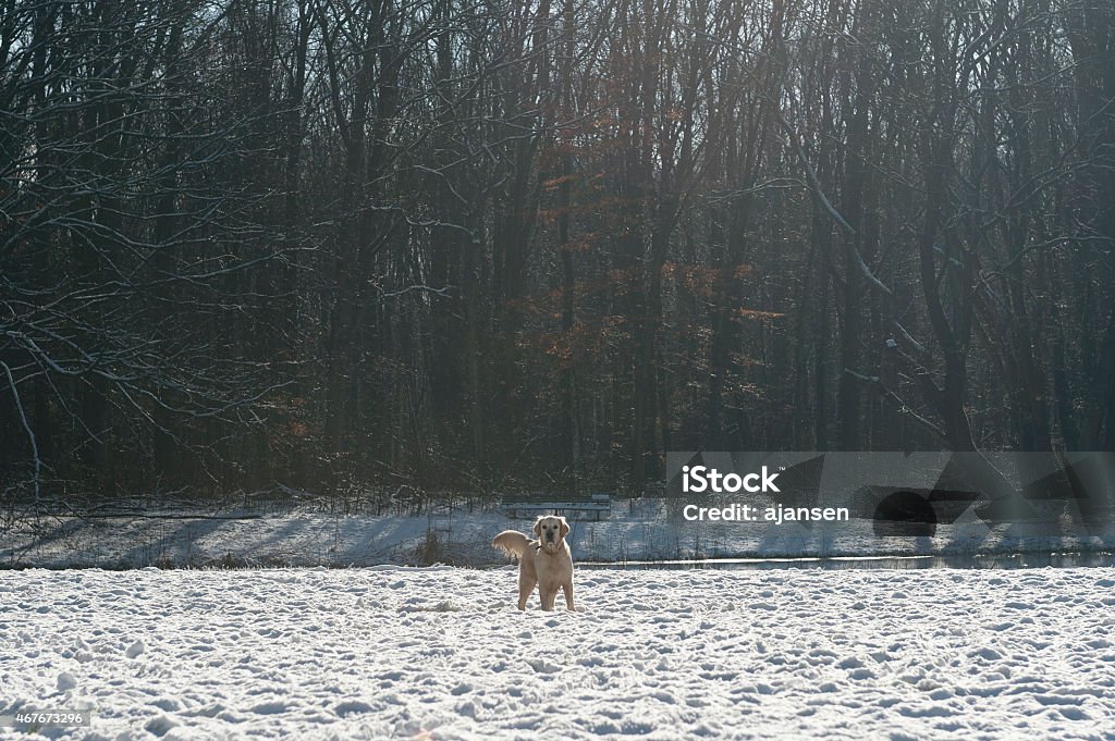 young golden retriever playing in the snow young golden retriever playing in the snow on a sunny day 2015 Stock Photo