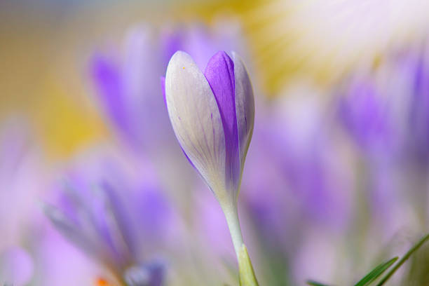 violet crocuses com foco raso florescendo na primavera nos eua - crocus violet flower purple - fotografias e filmes do acervo