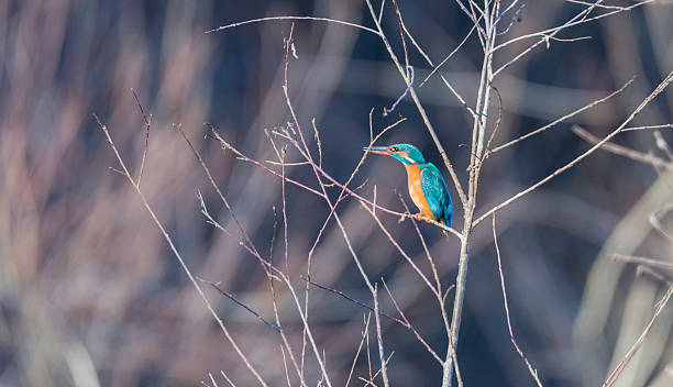 istock alcedo atthis, kingfisher, 467674438
