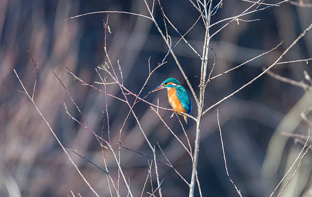 istock alcedo atthis, kingfisher, 467677928