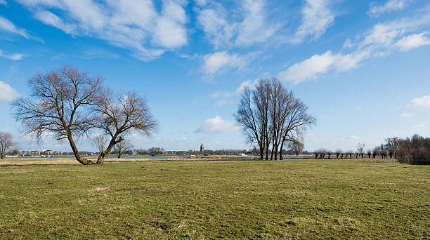 Leafless trees on the banks of a river