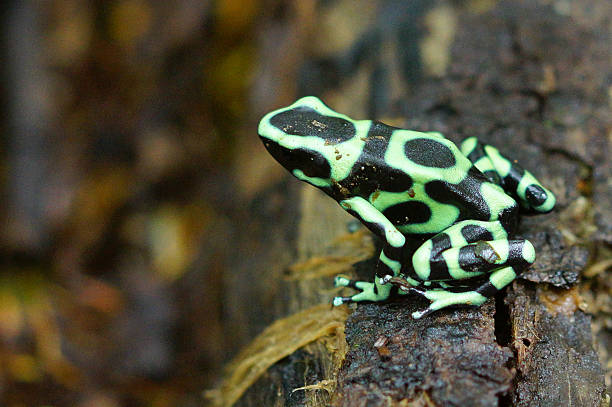 istock Green-and-black Poison Dart Frog 467679334