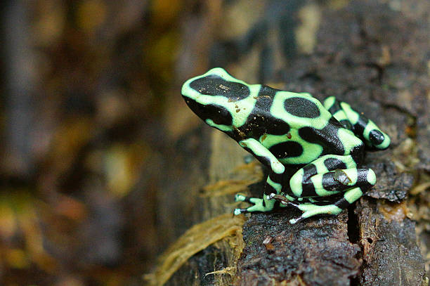 Green-and-black Poison Dart Frog Names: Green and black poison dart frog, Green and black poison arrow frog, Mint poison frog anura stock pictures, royalty-free photos & images