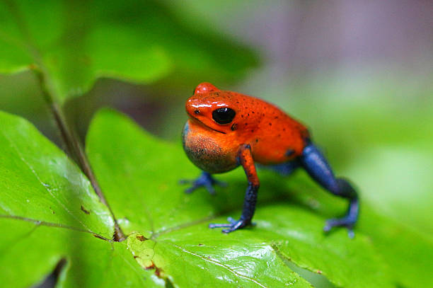 Strawberry poison frog Names: Strawberry poison frog, strawberry poison-dart frog, blue-jeans poison-dart frog red amphibian frog animals in the wild stock pictures, royalty-free photos & images