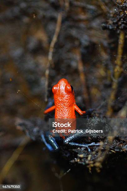 Strawberry Poison Frog Stock Photo - Download Image Now - 2015, Amphibian, Animal