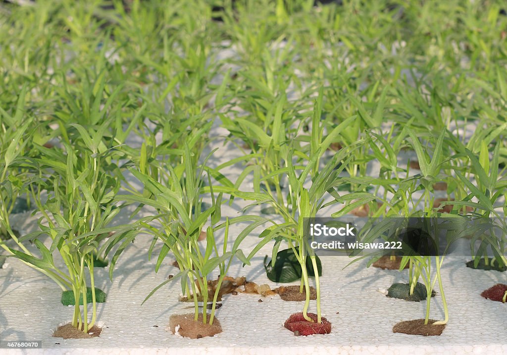 Frutas sobre hidropônica. - Foto de stock de 2015 royalty-free