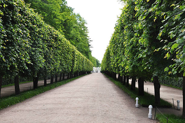 istock Alley in the parl 467680718