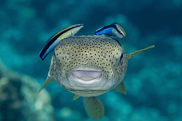 porco-espinho pufpufferfish, diodon hystrix, cleanerfish, labroides dimidiatus - porcupinefish imagens e fotografias de stock