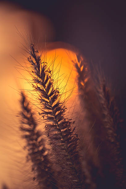 istock Silhouette of grass flower in sunset time 467682004