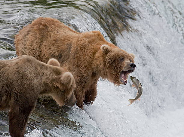 pescatore esperto - orso bruno foto e immagini stock