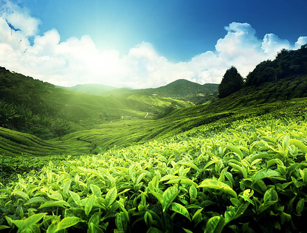 istock Tea plantation Cameron highlands, Malaysia 467685804