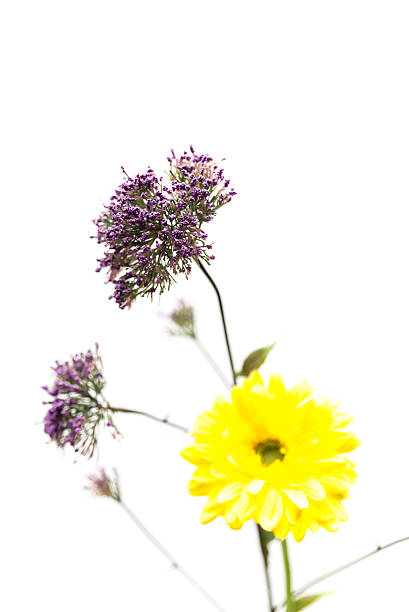 istock purple and yellow flower 467686018