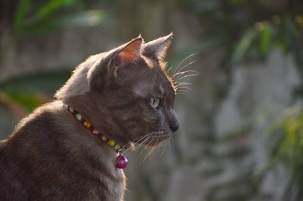 marrom gato visual prefácio - foreword - fotografias e filmes do acervo