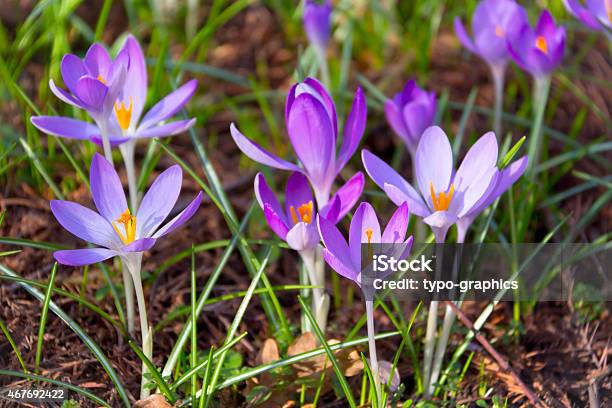 Crocuses In The Garden Stock Photo - Download Image Now - 2015, Agricultural Field, Beauty In Nature