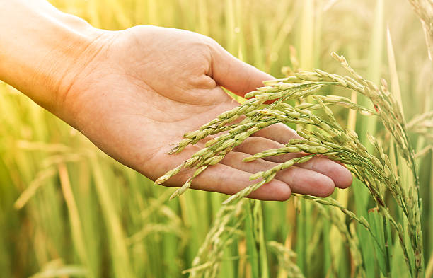 istock Hand touching rice plant in field 467693030
