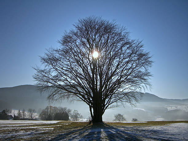 sun behind tree in winter at the Rhoen mountain range in Germany bare tree snow tree winter stock pictures, royalty-free photos & images