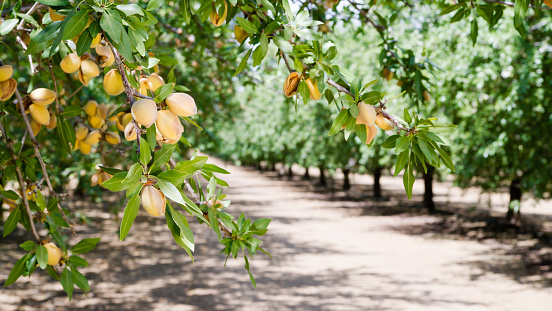 Healthy raw nuts still growing in the farmer's orchard