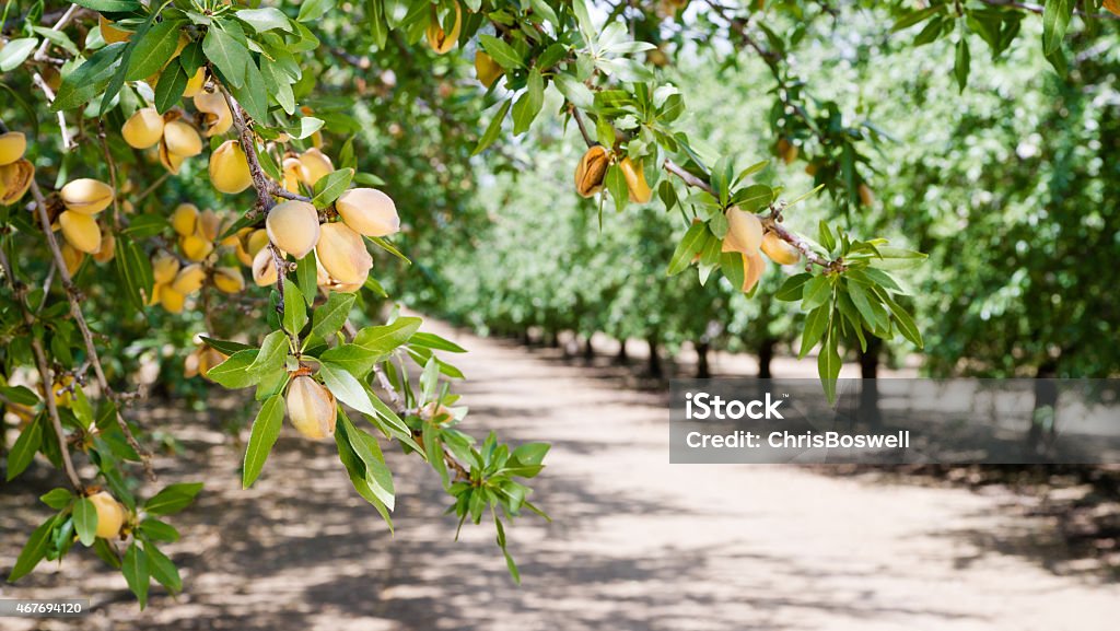 Image of almond nut trees in an orchard Healthy raw nuts still growing in the farmer's orchard Almond Tree Stock Photo