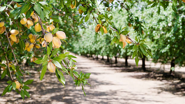 Image of almond nut trees in an orchard Healthy raw nuts still growing in the farmer's orchard almond tree stock pictures, royalty-free photos & images