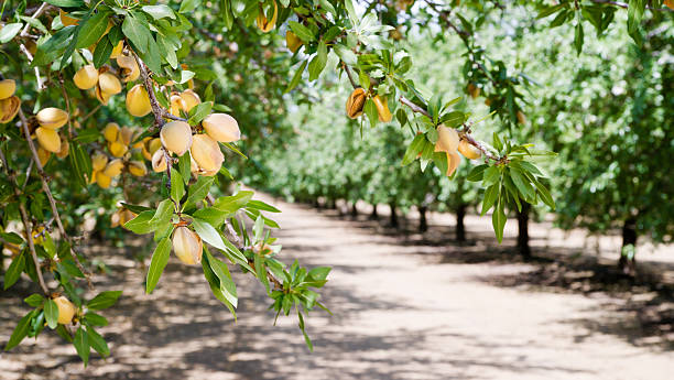 almond nozes tree farm agricultura produção alimentar orchard califórnia - amêndoa - fotografias e filmes do acervo