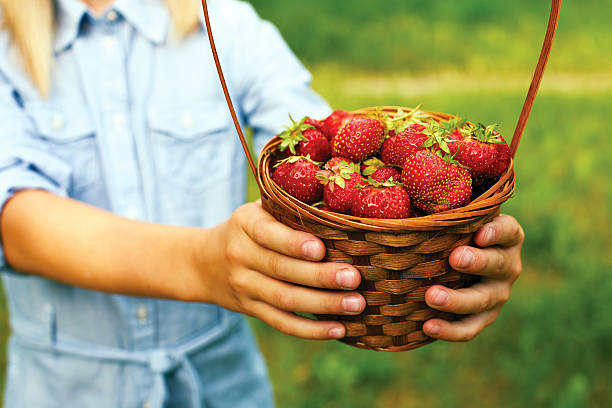 istock person holding basket with strawberry 467694210