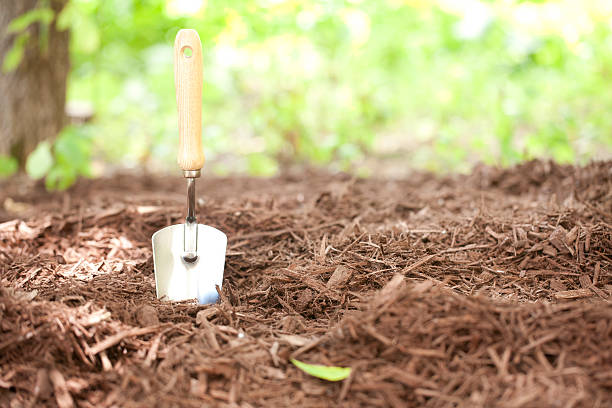 istock Gardening shovel in environmentally friendly mulch 467697486