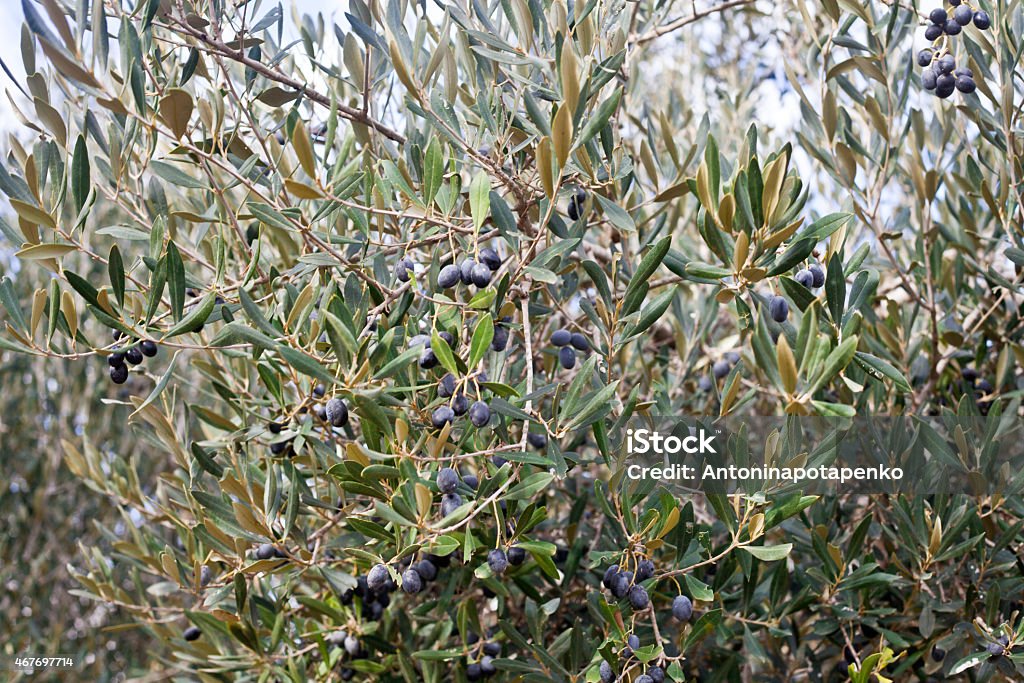 Olive tree with black olives 2015 Stock Photo