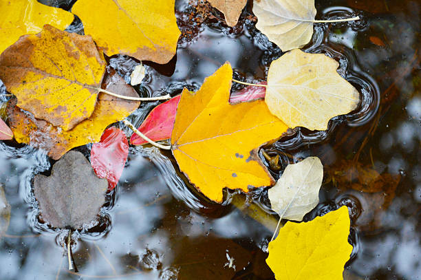 istock Autumn leaves in a pond 467697768