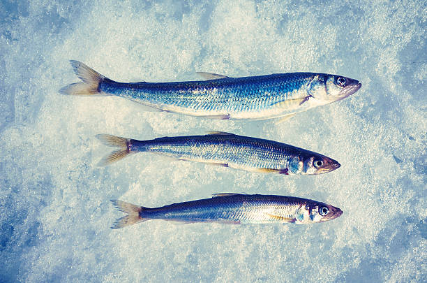 appena pescati pesci (smelt) su ghiaccio - fish catch of fish catching dead animal foto e immagini stock