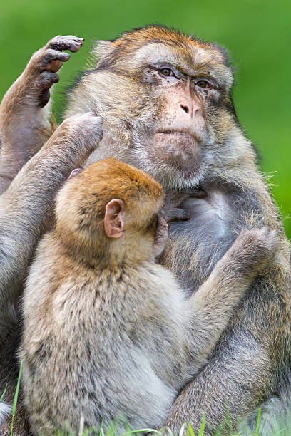 istock Large male Barbary Macaque (macaca sylvanus) being groomed 467699506